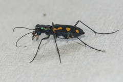 Cicindela tritoma