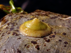 Calyptraea chinensis image
