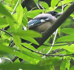 Garrulus lanceolatus