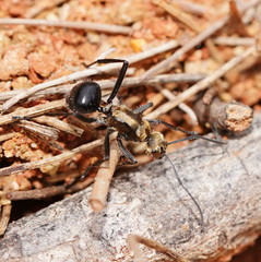 Polyrhachis semiaurata