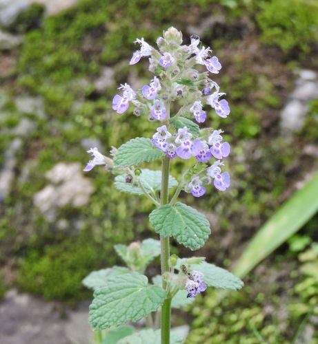 North Indian Catmint (Nepeta hindostana)