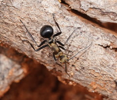 Polyrhachis semiaurata