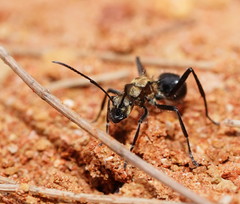 Polyrhachis semiaurata