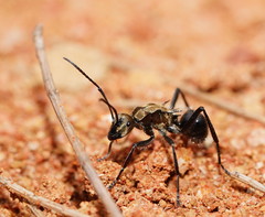 Polyrhachis semiaurata