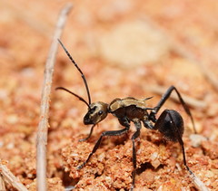 Polyrhachis semiaurata
