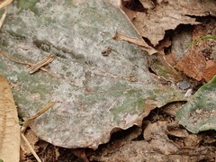 Podosphaera plantaginis