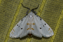 Brihaspa atrostigmella