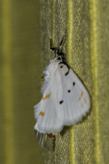 Brihaspa atrostigmella