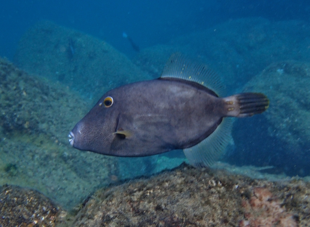 Barred filefish