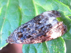 Endothenia banausopis