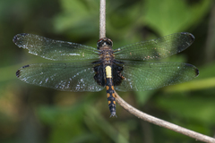 Pseudothemis zonata