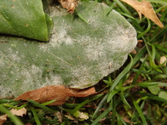Podosphaera plantaginis