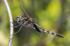 Pseudothemis zonata