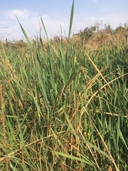 Typha capensis