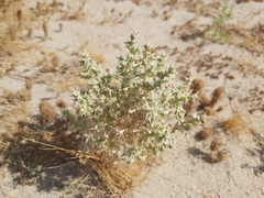 Cornulaca aucheri