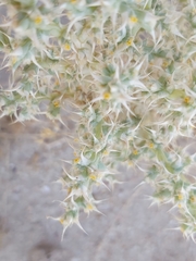 Cornulaca aucheri