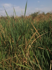 Typha capensis