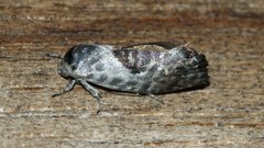 Eupselia carpocapsella