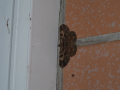 Psilalcis pulveraria