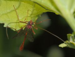 Enicospilus pacificus