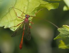 Enicospilus pacificus