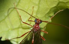 Enicospilus pacificus
