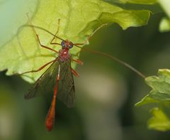 Enicospilus pacificus