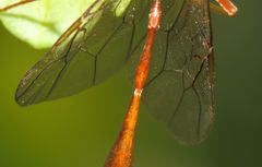 Enicospilus pacificus