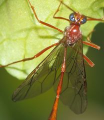 Enicospilus pacificus