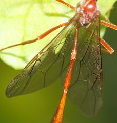 Enicospilus pacificus