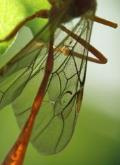 Enicospilus pacificus