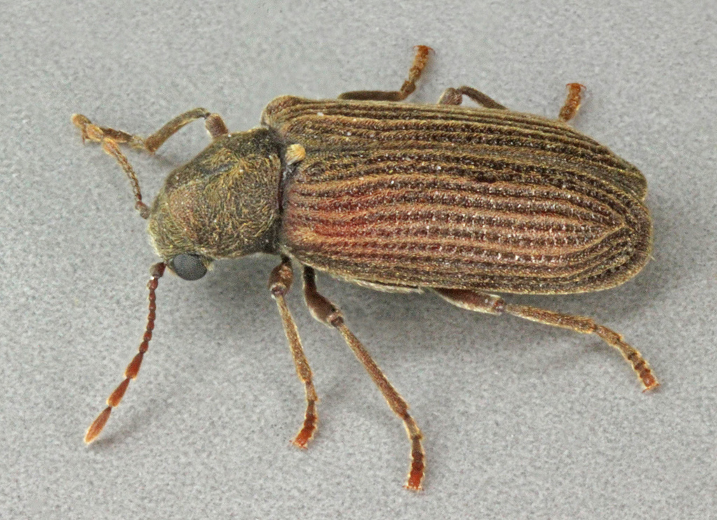 Grynobius