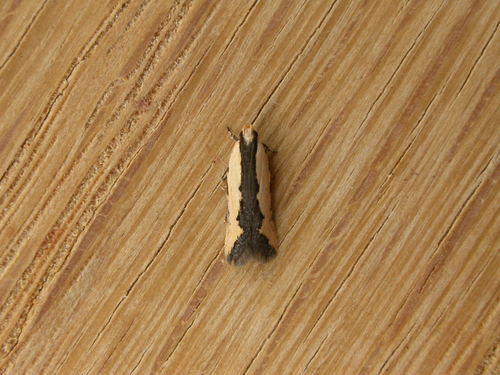 Ardozyga catarrhacta (Meyrick, 1904)