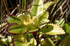 Ascarina lucida lucida