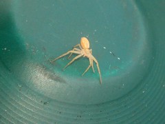 Philodromus rufus