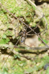 Nanocambridgea gracilipes