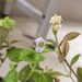 Torenia fordii - Photo (c) 柠萌~(～￣▽￣)～, some rights reserved (CC BY-NC), uploaded by 柠萌~(～￣▽￣)～