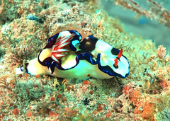Hypselodoris