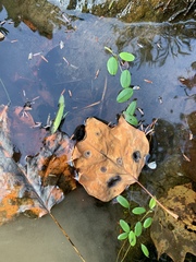 Potamogeton diversifolius