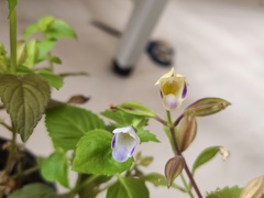 Torenia fordii