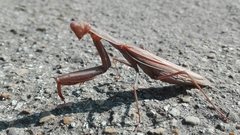 Mantis religiosa