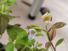 Torenia fordii