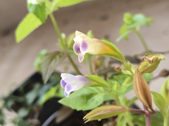 Torenia fordii