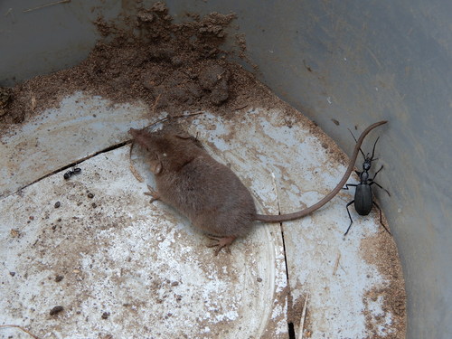 Long-tailed Musk Shrew (Crocidura dolichura) — Least Concern Mammalia