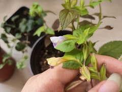Torenia fordii