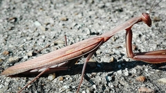 Mantis religiosa