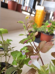 Torenia fordii