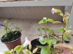 Torenia fordii