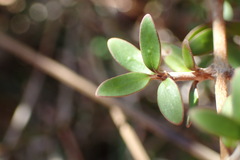 Coprosma propinqua propinqua