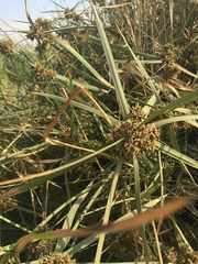 Cyperus sexangularis